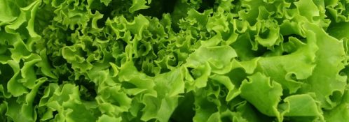 Squamish Lettuce leaf