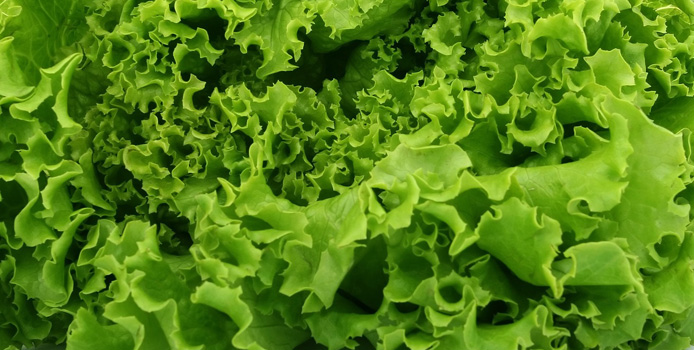 Squamish Lettuce leaf