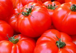 Squamis Tomatoes