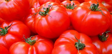 Squamis Tomatoes