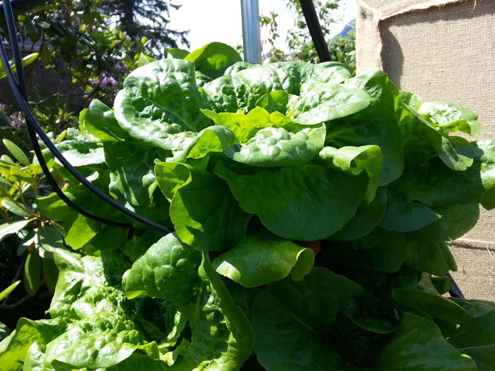 Lettuce grown in Pacific Northwest