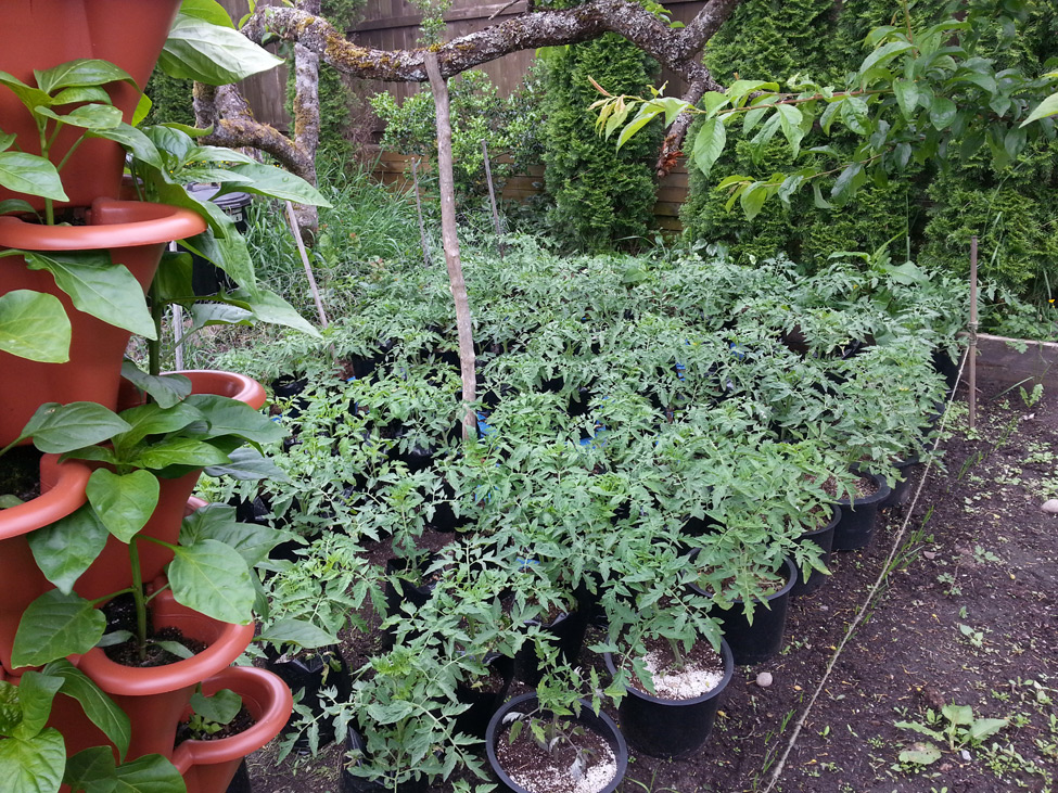 Flat rows of Beefsteak tomatoes and a other varieties grown in 1 gallon grow bags and 3 gallon containers in Squamish