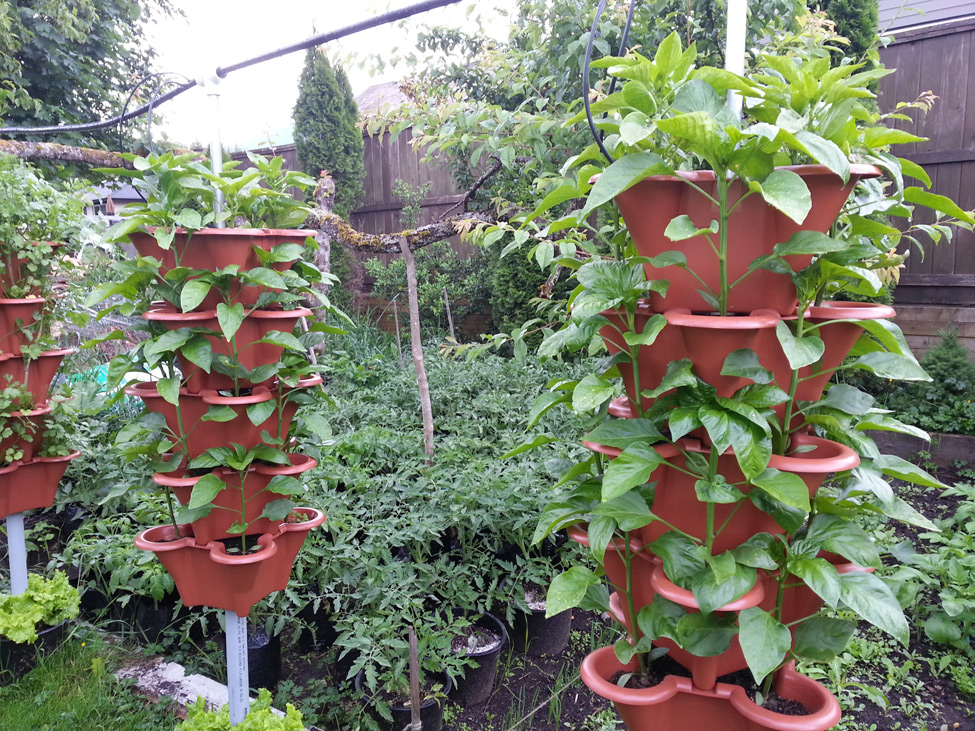 Peppers grown in vertical garden in Pacific Northwest