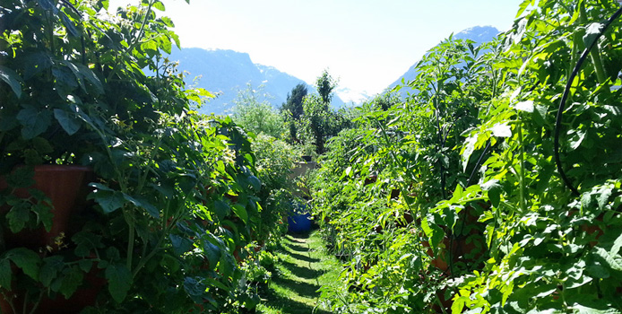 Vertical garden near West Vancouver in July 2017