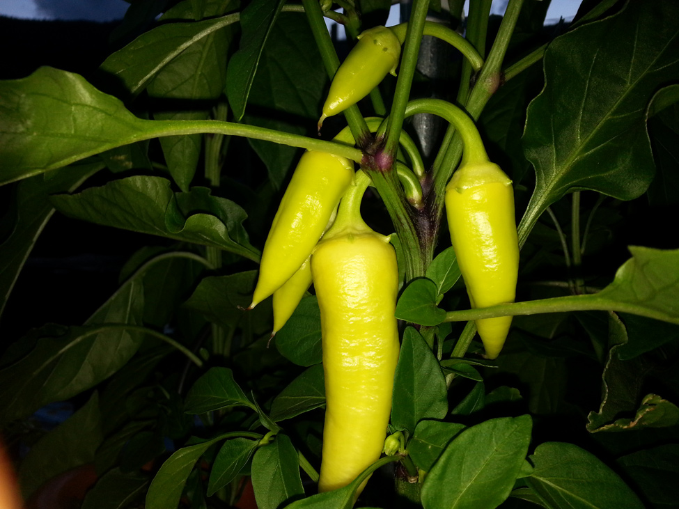 Jalapeno Peppers grown in Pacific Northwest