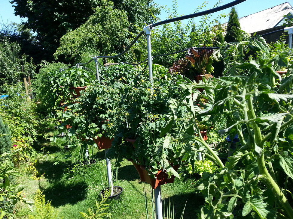 Multiple varieties of Tomatoes grown in Pacific Northwest