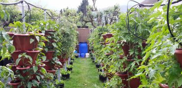 Near Vancouver Vertical Vegetable Garden