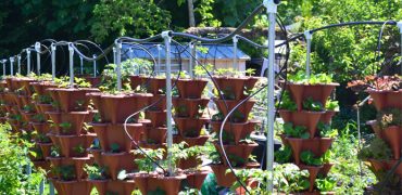 Vertical Garden for Vancouver, West Vancouver, Squamish and Whistler