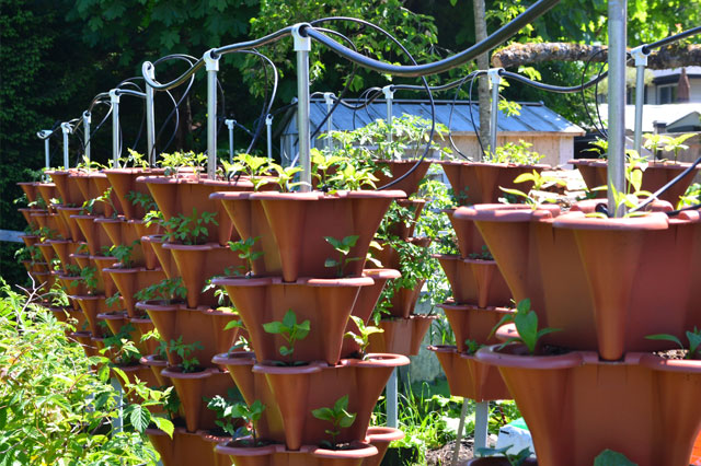 Jalapeno plants