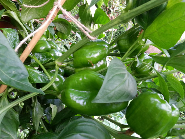 Growing Bell Peppers in Squamish and Vancouver