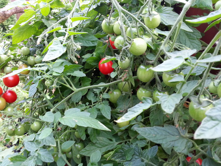 Growing Vine Tomatoes in Squamish and Vancouver