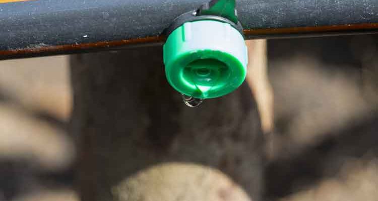 Watering made easy as dripper is inserted directly into feeder line