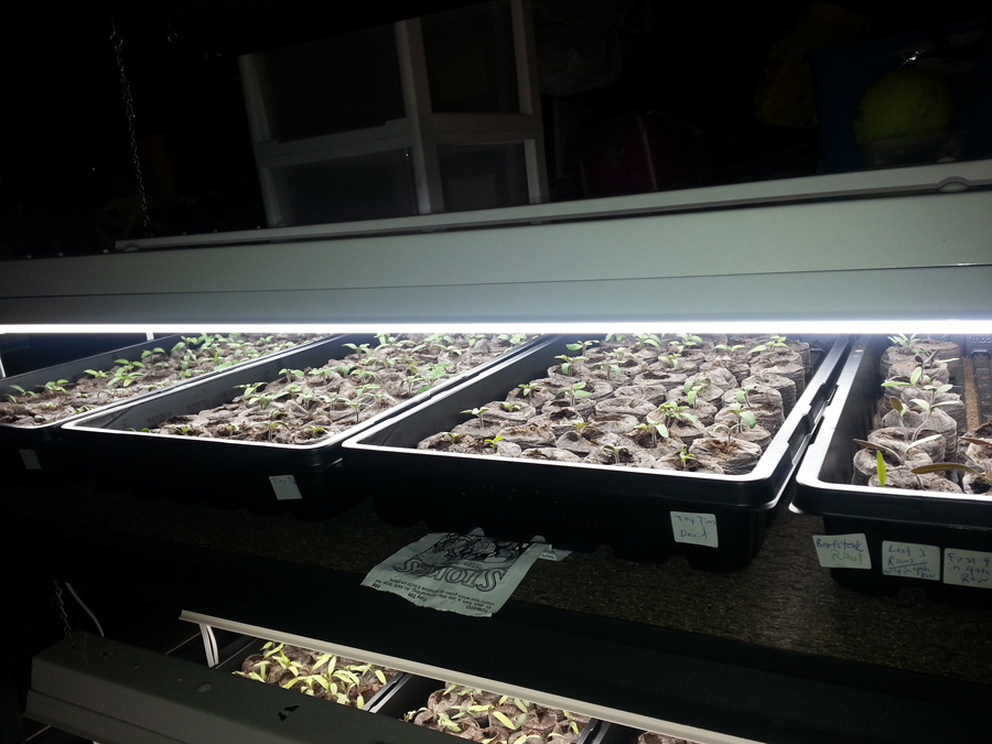 Growing seedlings under led lights