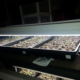 Seedling shelves and lights in Squamish, North Vancouver, West Vancouver, Whistler and Pemberton