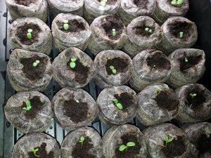 44 mm PEAT MOSS PELLETS 55 pcs,Tomato,Flower,Cuttings Seed Start Germination 