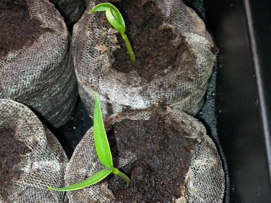 Pepper Seedlings