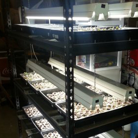 Seedling shelving and lights in Squamish, North Vancouver, West Vancouver, Whistler and Pemberton