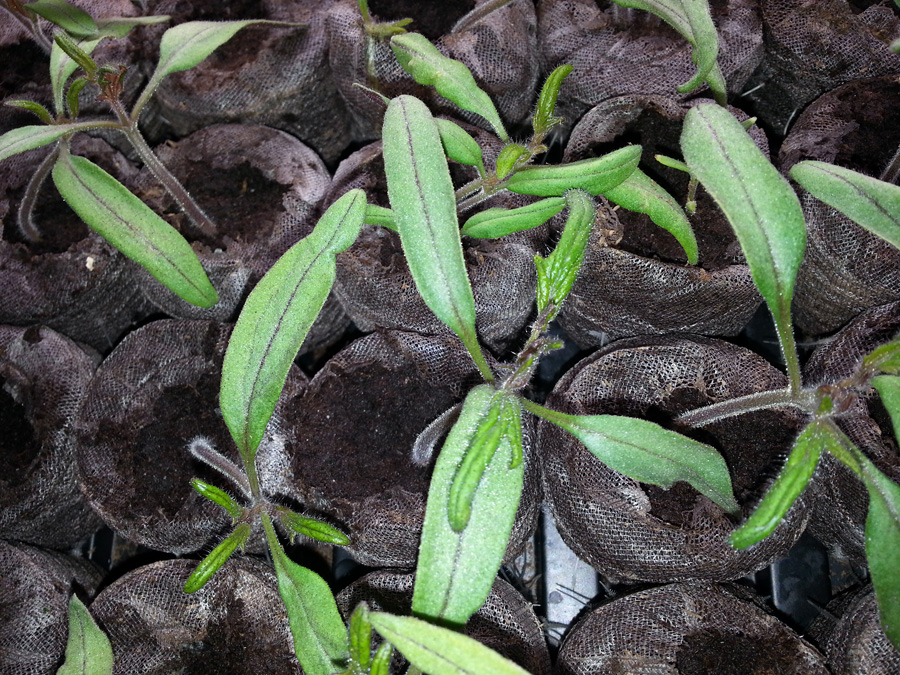 Tomato Seedlings