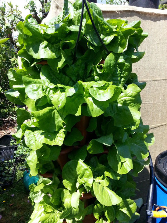 Vertical Row of Lettuce grown in the Pacific Northwest