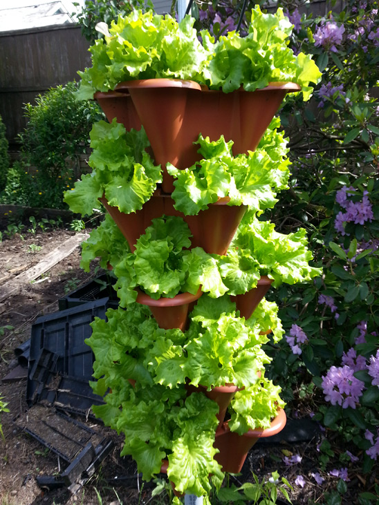 Vertical Row of leaf Lettuce grown close to Vancouver Canada