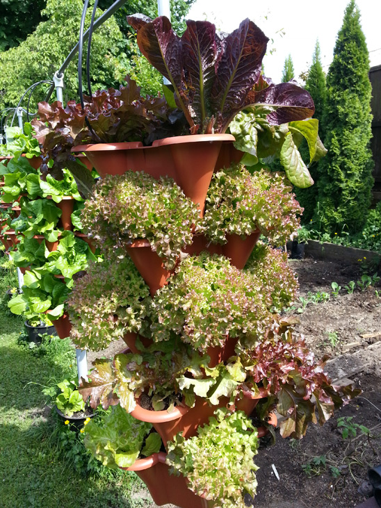 Vertical Row of mixed red Lettuce grown in west coast of BC, Canada