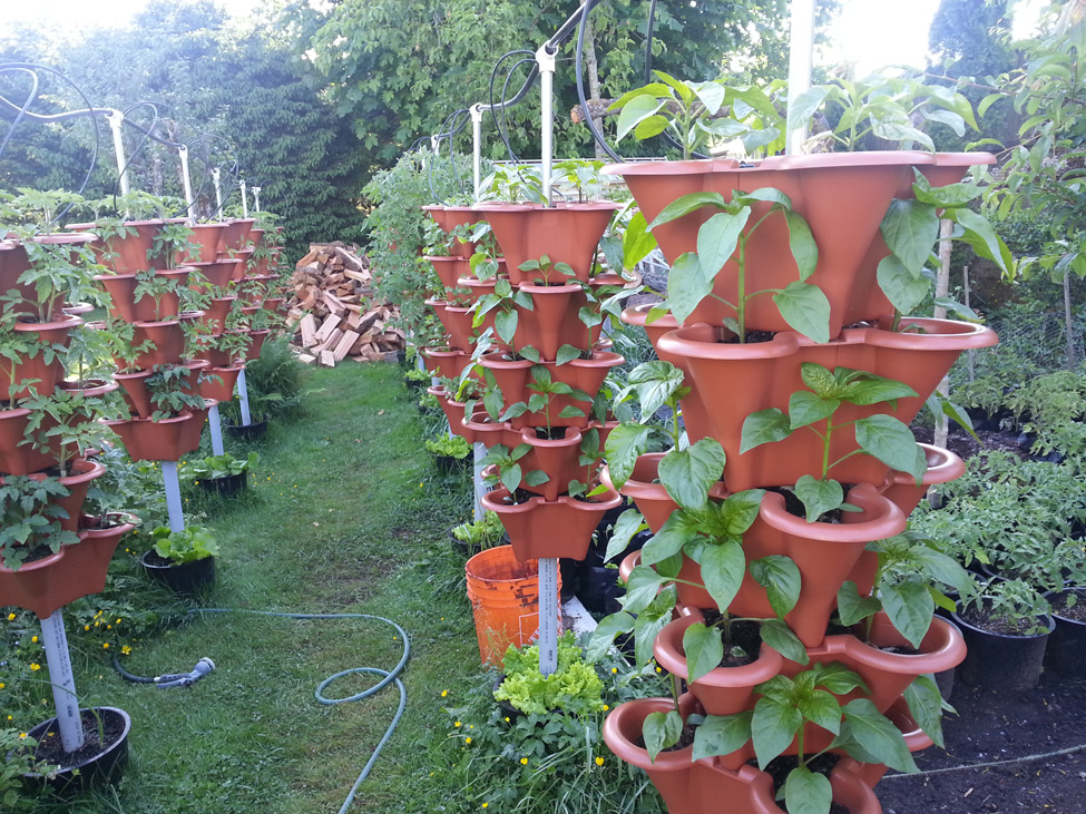 Peppers grown in vertical garden in Squamish