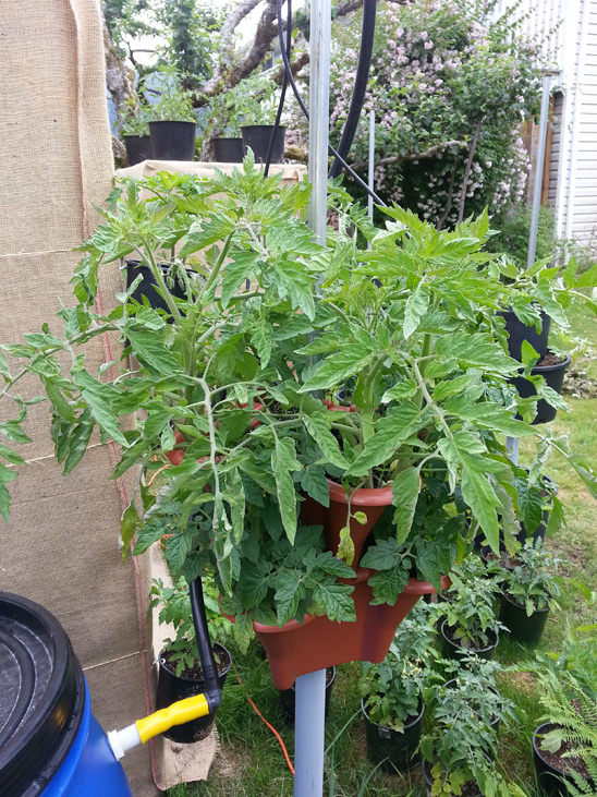 Vertical Row of Beefsteak tomatoes on top and Tiny Tim on the bottom that are grown in the Pacific Northwest near Vancouver, BC