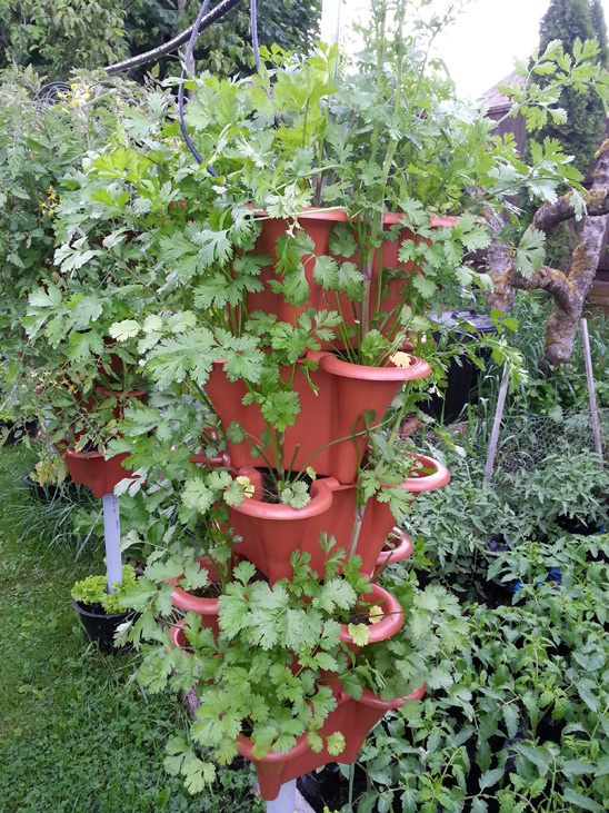 Cilantro grown in vertical garden in Squamish, BC