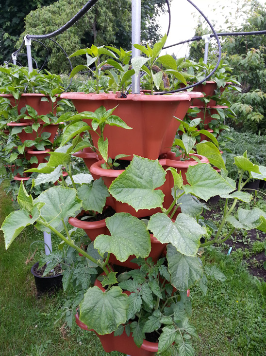 Cucumbers grown in vertical garden in Squamish, BC