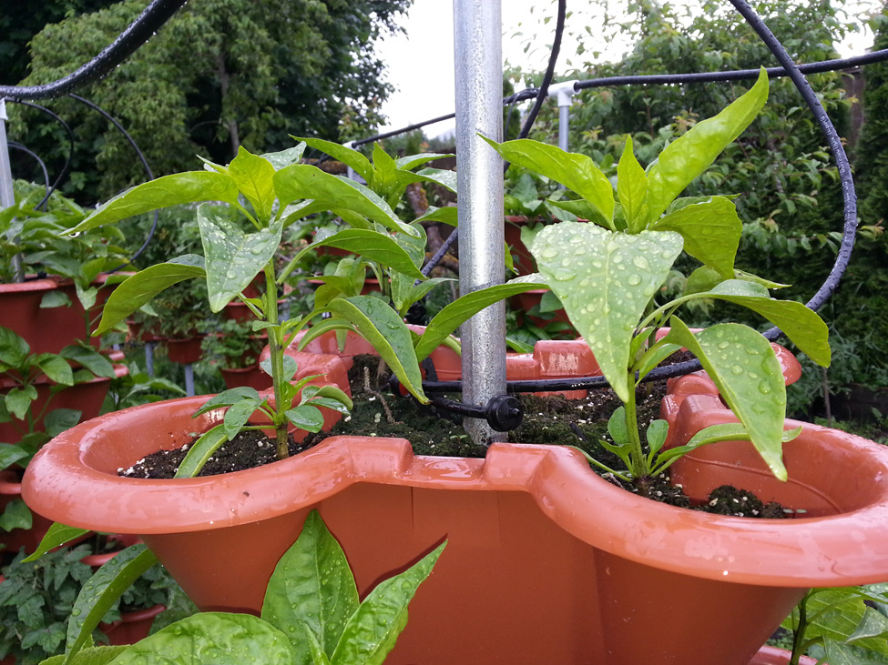 Jalapeno Peppers grown in vertical garden in Squamish, BC