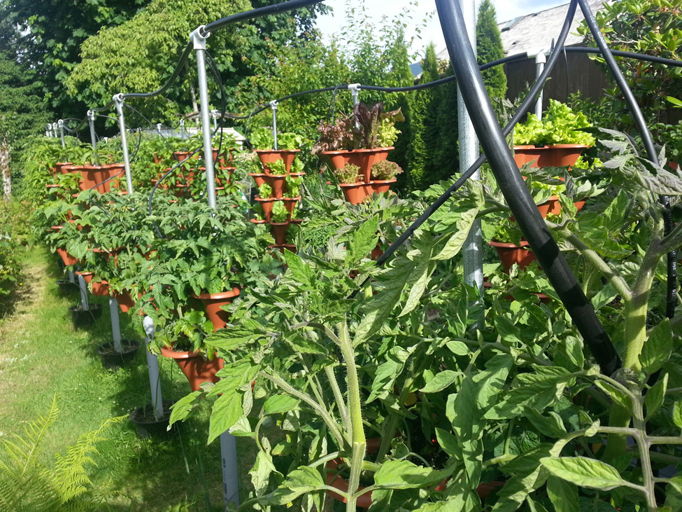 Beefsteak next to Tiny Tim