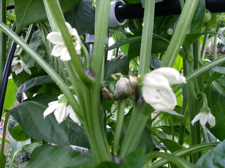 Bell Pepper Flowers