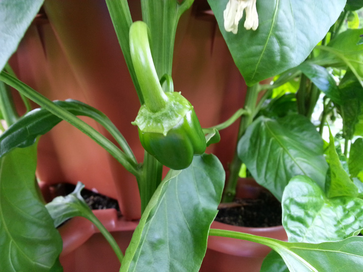 Peppers Growing