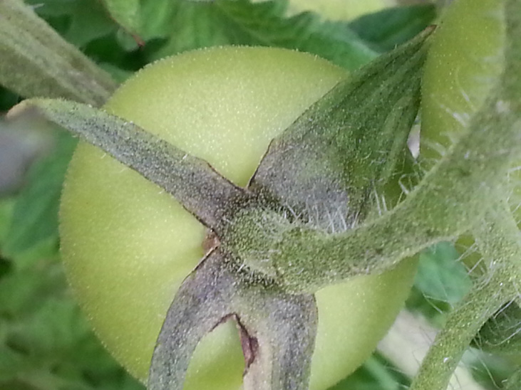 Squamish Tomatoes in Vertical Garden