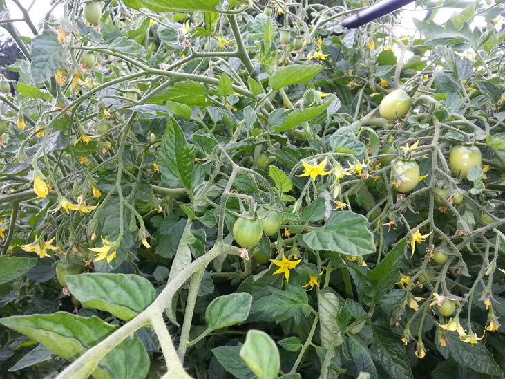 Cherry Tomatoes