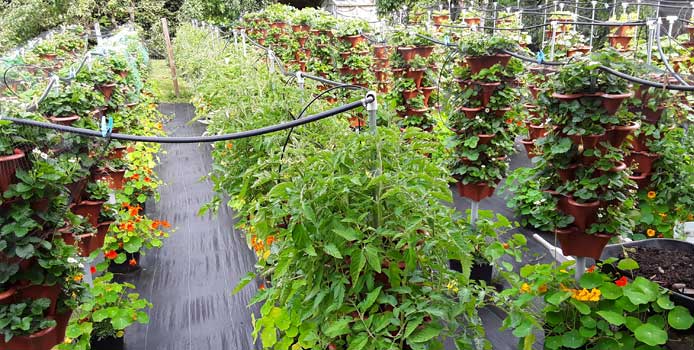 Vertical garden near West Vancouver in July 2019