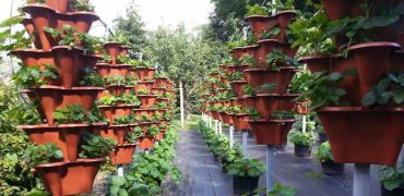Vertical Hydroponics Outdoors
