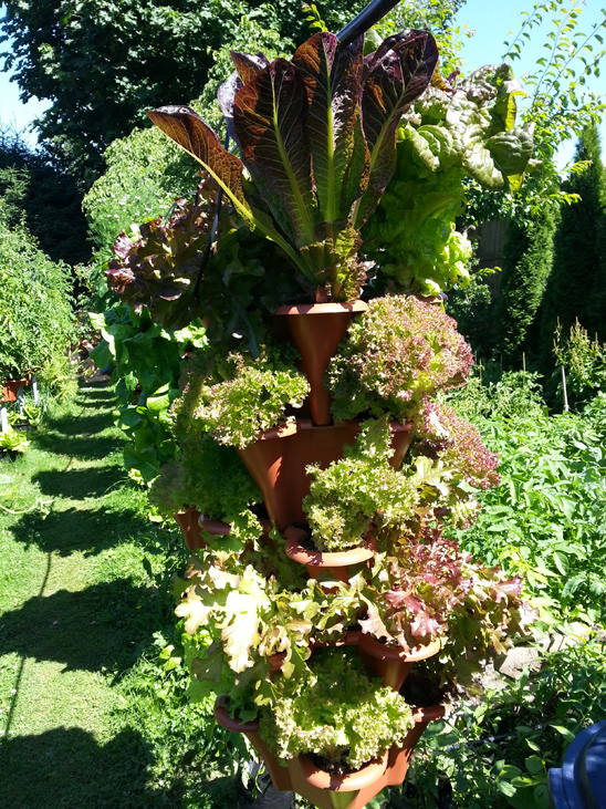 Various varieties of red lettuce 