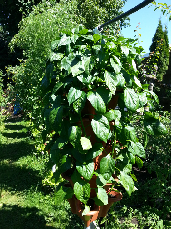 Peppers grown in Pacific Northwest