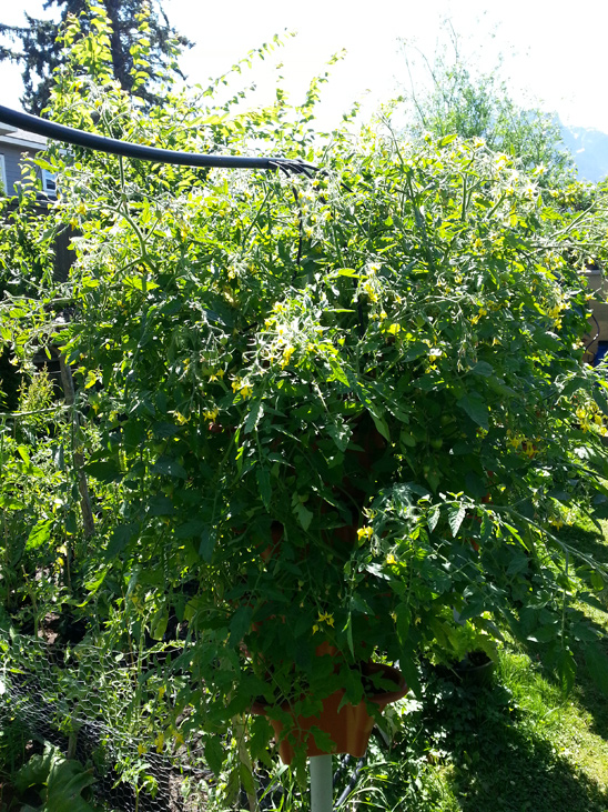 Tomatoes grown in Pacific Northwest