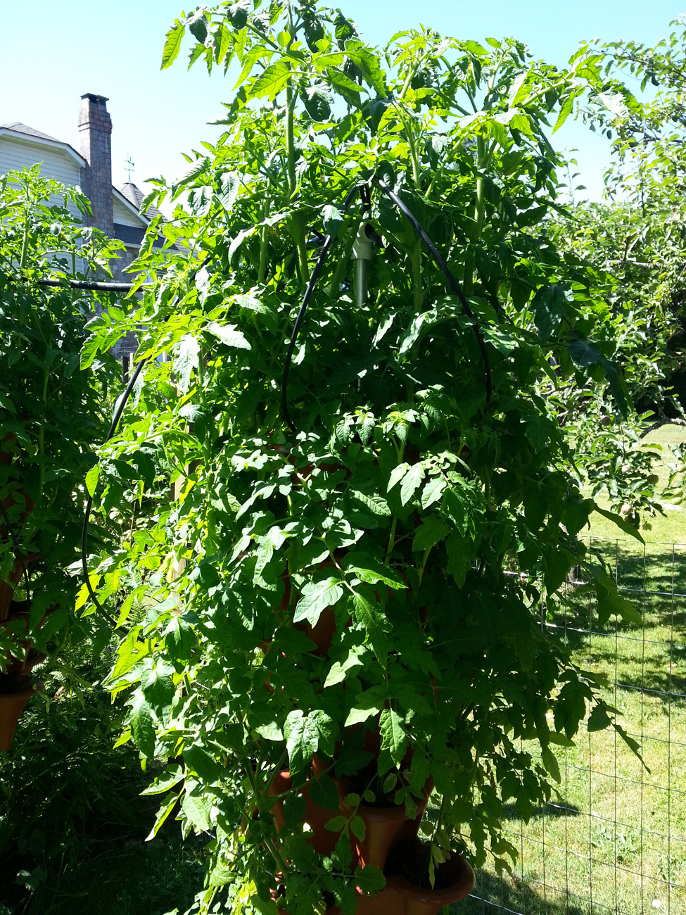 Italia Tomatoes grown in Pacific Northwest