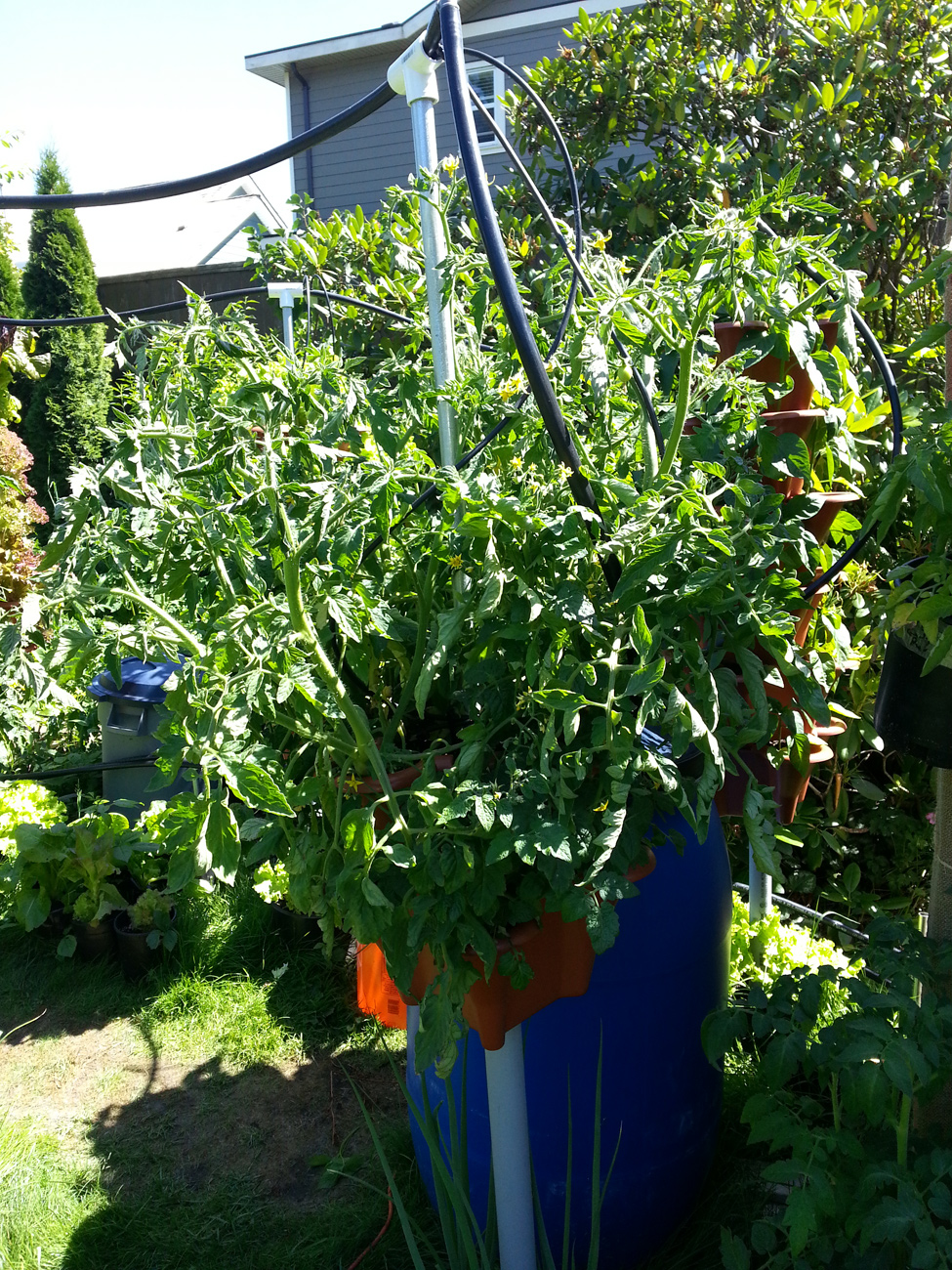 Beefsteak Tomatoes grown in Pacific Northwest