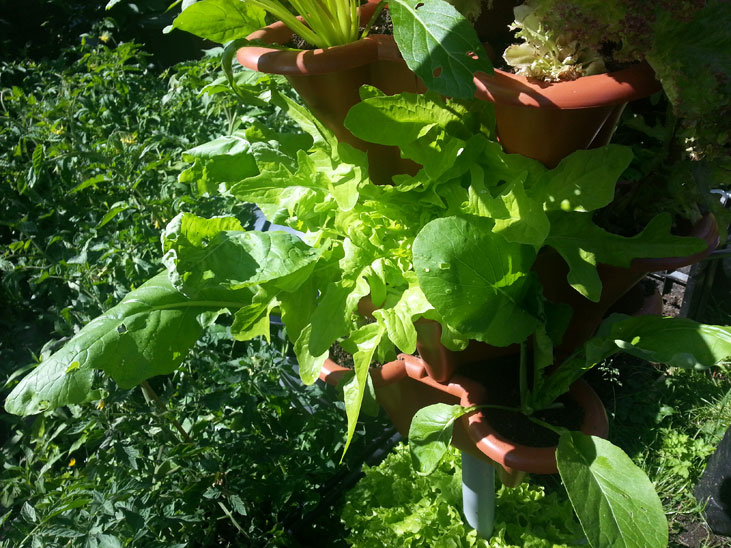 Several Lettuce Plants