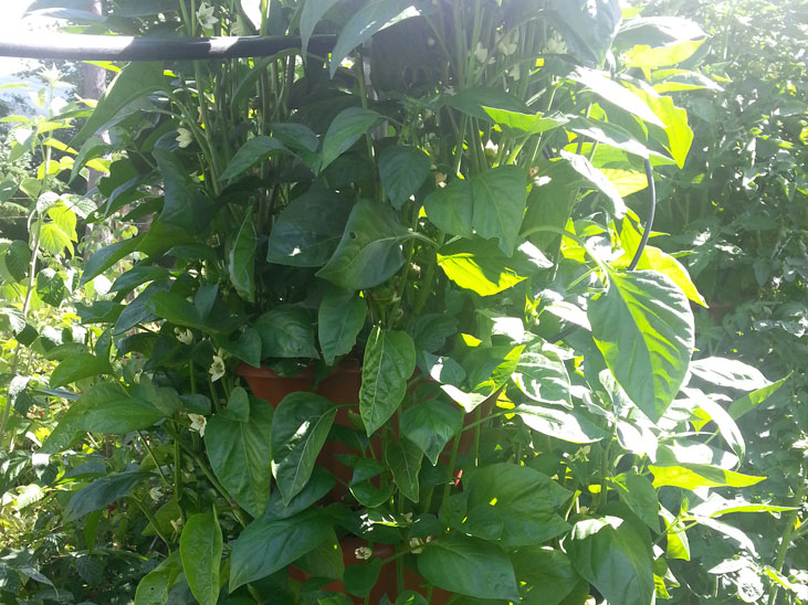 Bell Peppers Near Vancouver, BC