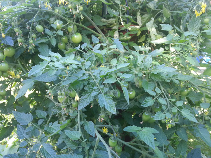Hybrid Grape Tomato