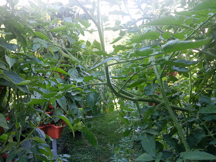 Tomatoes in Tiers