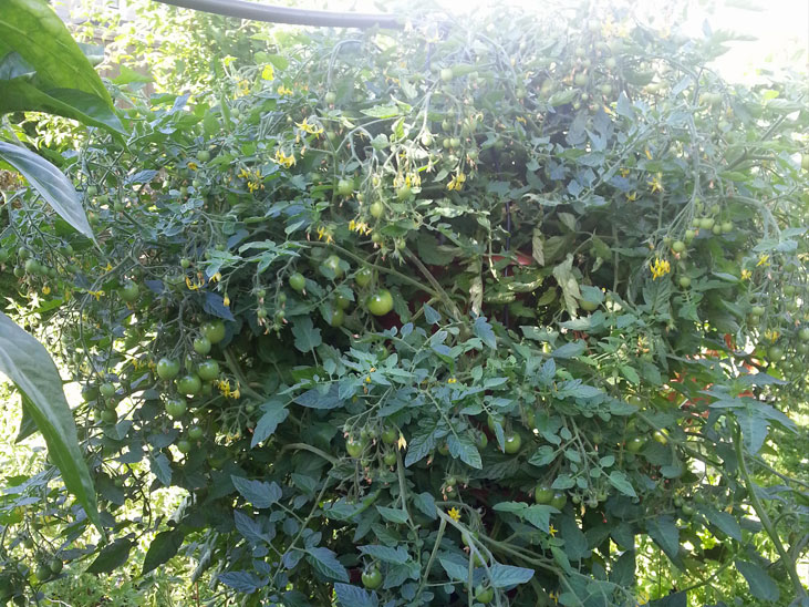 Tomato Plant in Column