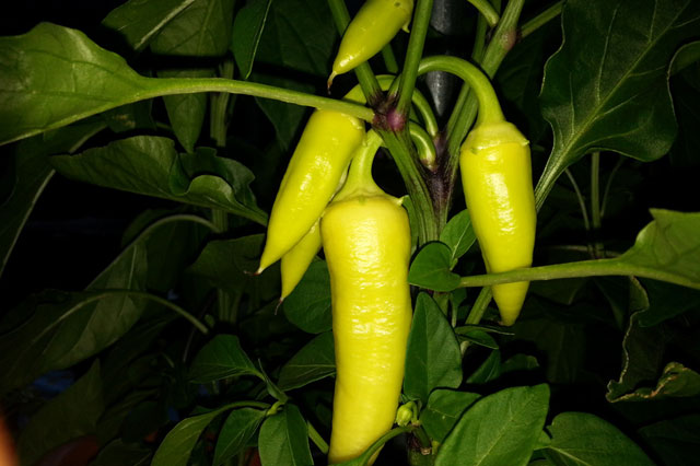 Tasty Semi Hot Peppers