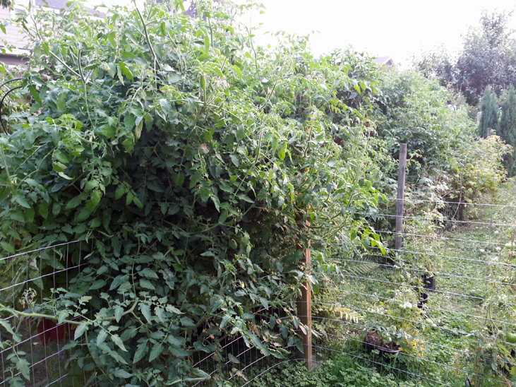 Italia Tomatoes in Column System