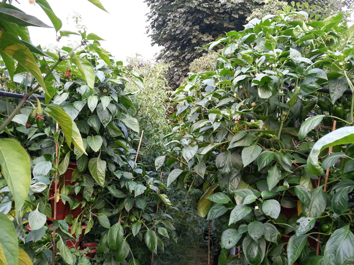 Peppers in Columns